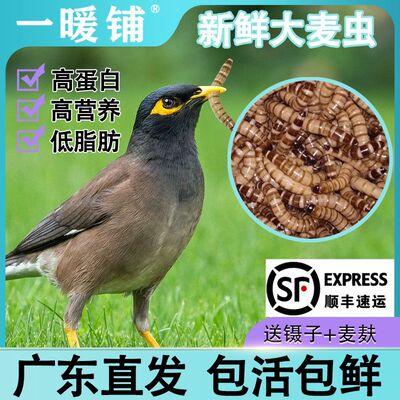大麦虫活虫顺丰包邮面包虫爬宠乌龟粮观赏鱼八哥鸟粮广东海南