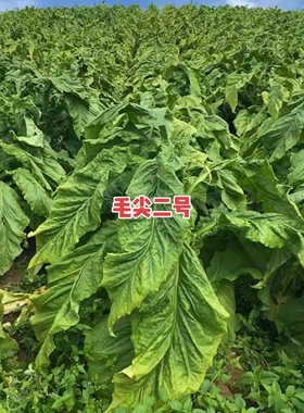 毛尖2号一包2200粒左右产量高2600以下适合种植