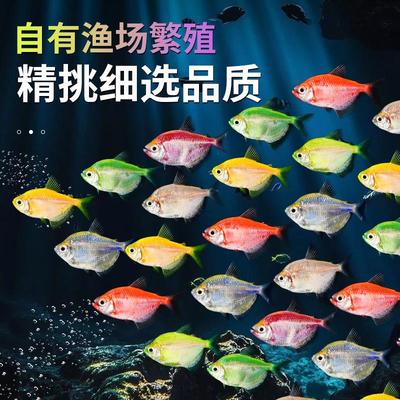 豪华观赏鱼好养耐活自来水冷水鱼耐寒七彩天使小型鱼缸群游活体鱼