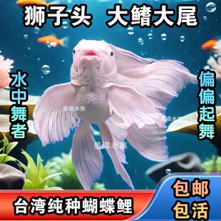 新型观赏鱼生命力强的观赏鱼台湾球体蝴蝶鲤冷水鱼短身淡水狮头长