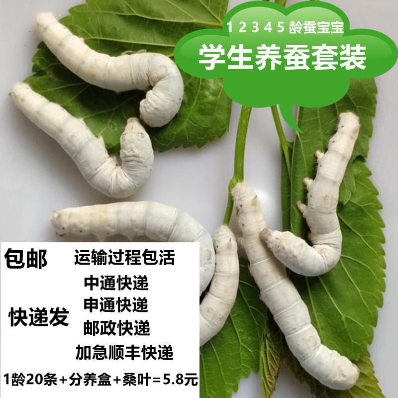 1-5龄蚕宝宝养蚕学生养蚕套装巨型5龄送新鲜桑叶白色家蚕爬虫宠物