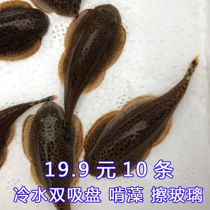 原生双吸盘吸鳅除藻清洁工鱼活体冷水贵州爬岩鳅吃屎清道夫贵爬