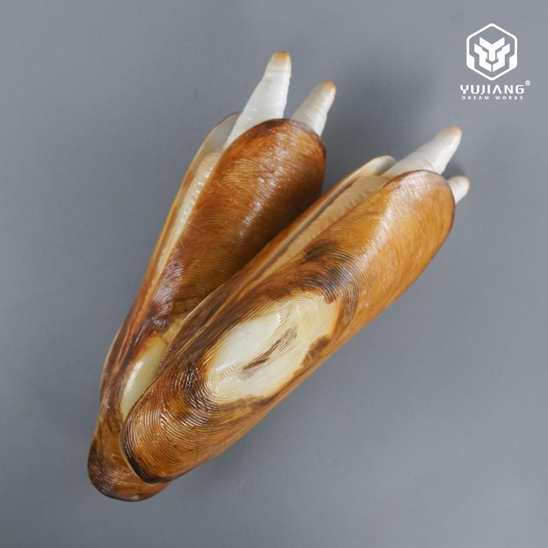 仿真雕塑海鲜蛏子模型
