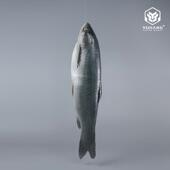 仿真大鲤鱼模型假海鲜水产原生态大野鱼淡水鱼模型海洋生物摆件