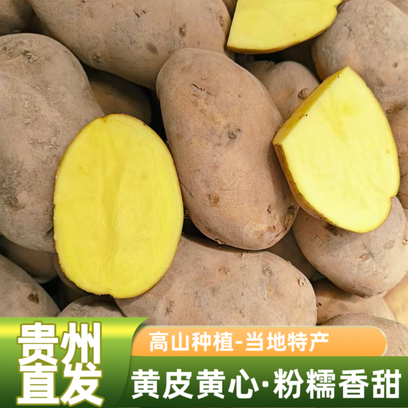 土豆批发100斤大果贵州黄心洋芋粉糯油炸锅巴土豆洋芋粑用马铃薯