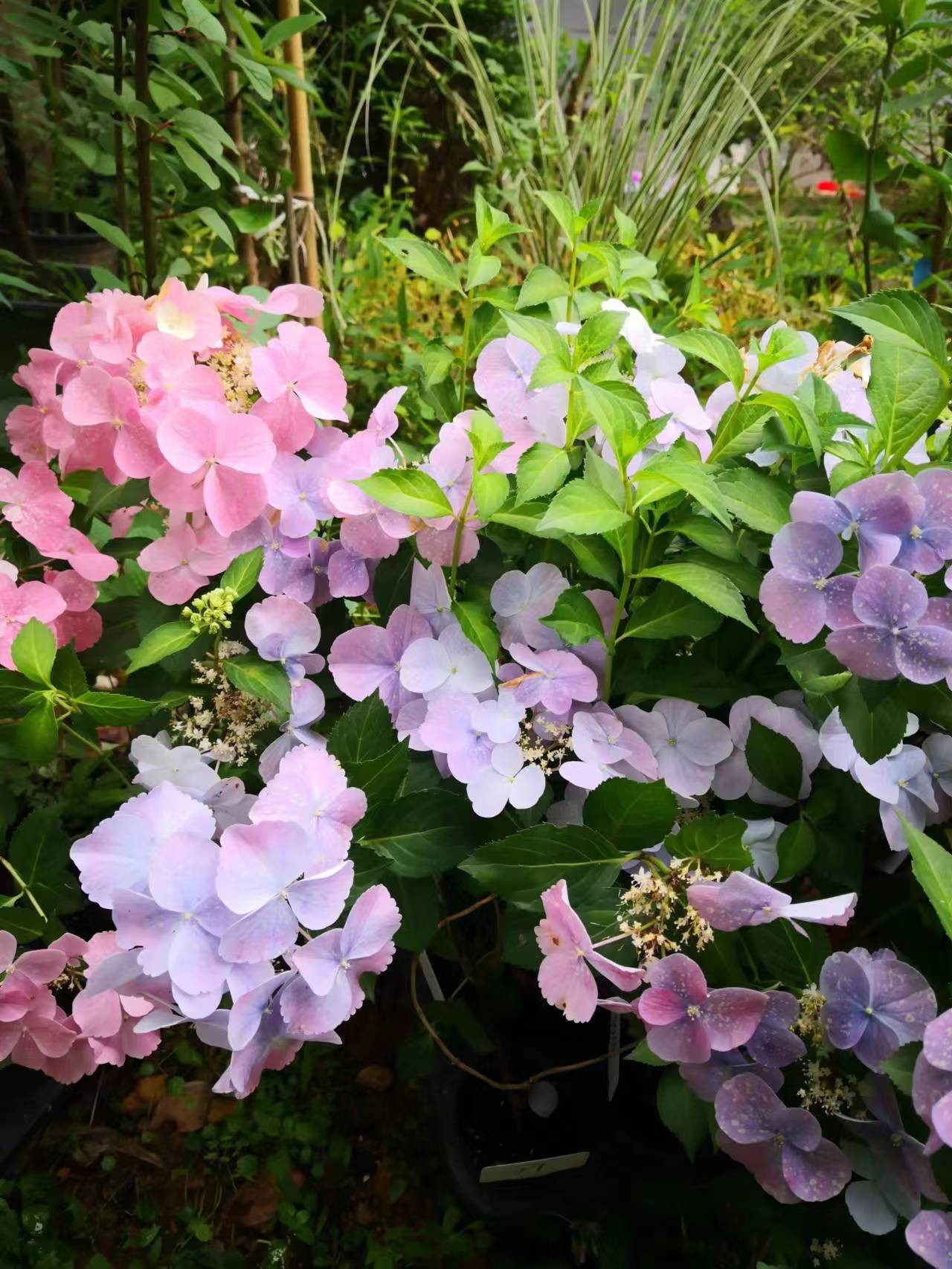 藤本绣球粉色蓝色绣球八仙花可调色垂吊盆栽阳台庭院