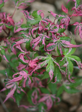 六月园锦 Acer palmatum‘Rokugatsu en nishiki' 日本斑叶枫