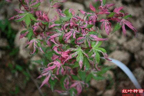 红叶景园日本枫树观叶