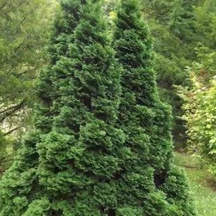 针叶树 北美香柏 霍尔姆斯楚普 进口新品种庭院花卉苗木常绿树种