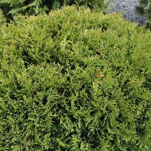 针叶树 北美香柏 小巨人 进口新品种庭院花卉苗木常绿树红叶景园