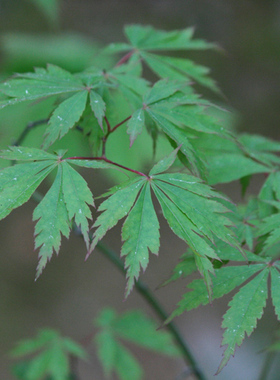 移红 Acer palmatum‘utsuri beni' 日本枫树