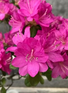 穴盘苗雾岛杜鹃杂交杜鹃花东洋杜鹃四季杜鹃皋月杜鹃进口新品种