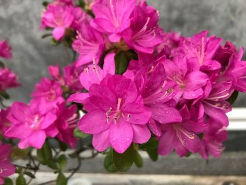 穴盘苗雾岛杜鹃花进口新品种