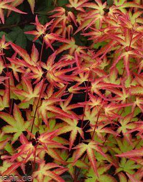 紫清姬Murasaki kiyohime 日本枫树