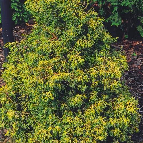 针叶树 日本扁柏 金色卡楚米Chamaecyparis o 'Tsatsumi Gold'