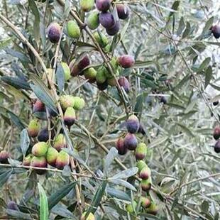 油橄榄庭院植物蓝绿色新品种树苗盆栽花卉植物玥球园艺