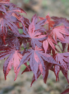 日出锦 Acer amoenum‘Hinode nishiki' 日本斑叶枫树