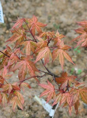 宝贝鬼 Acer palmatum ‘Baby ghost' 日本枫树
