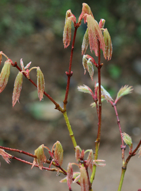 向笠 Acer palmatum‘Muko gasa'   日本枫树