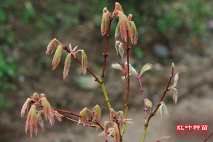 向笠 Acer palmatum‘Muko gasa'   日本枫树