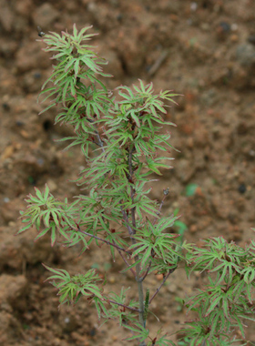天女之星 cer palmatum‘Tennyo-no-hoshi'  日本枫树