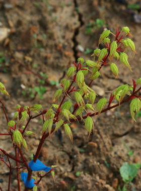 东北七变化 Acer palmatum ‘Tohoku shichihenge' 日本枫树