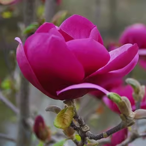 木兰：黑郁金香Magnolia black tulip 'Jurmag1'进口新品种乔木树