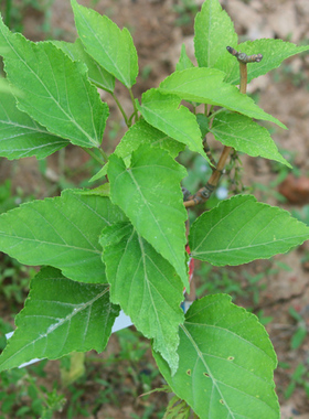    姬屋久锦 Acer morifolium ‘Hime yaku nishiki'