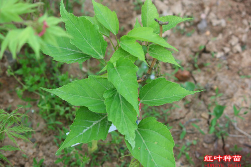   姬屋久锦 Acer morifolium ‘Hime yaku nishiki'