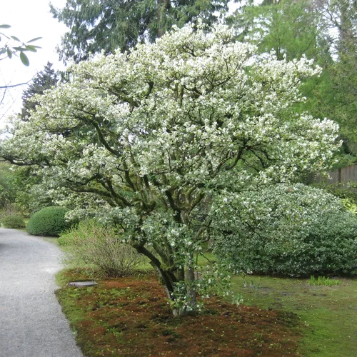 大花木樨【布克桂花】Osmanthus burkwoodii