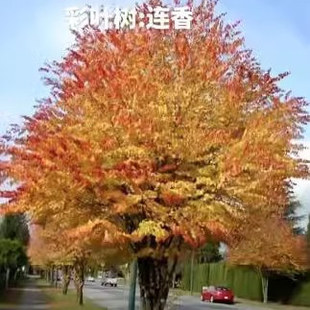 连香树 一物一拍观叶耐寒耐热花园庭院花苗