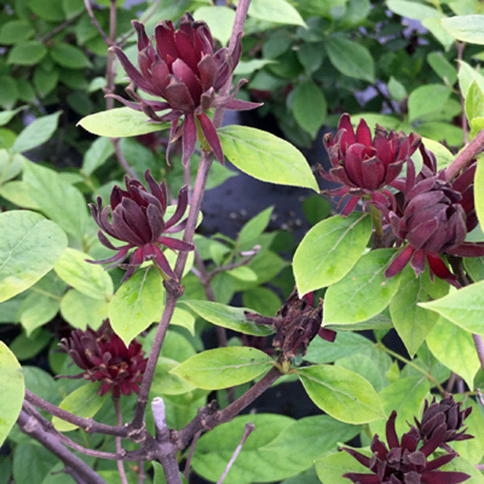 夏腊梅进口新品种香花植物庭院花卉名贵树种重瓣落叶灌木玥球园艺