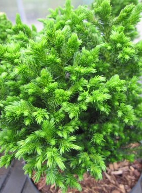 针叶树 日本柳杉 绿色珍珠 Cryptomeria j. 'Green Pearl'