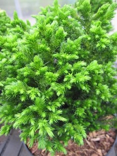 针叶树 日本柳杉 绿色珍珠 Cryptomeria j. 'Green Pearl'
