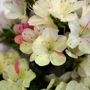 玥球园艺皋月杜鹃进口杜鹃春鹃东洋鹃四季杜鹃名贵稀有品种穴盘苗