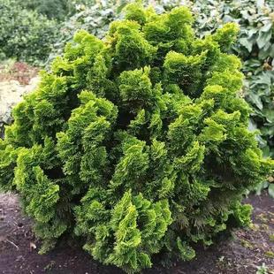 针叶树 日本扁柏 娜娜欧若拉 Chamaecyparis obtusa 'Nana Aurea'