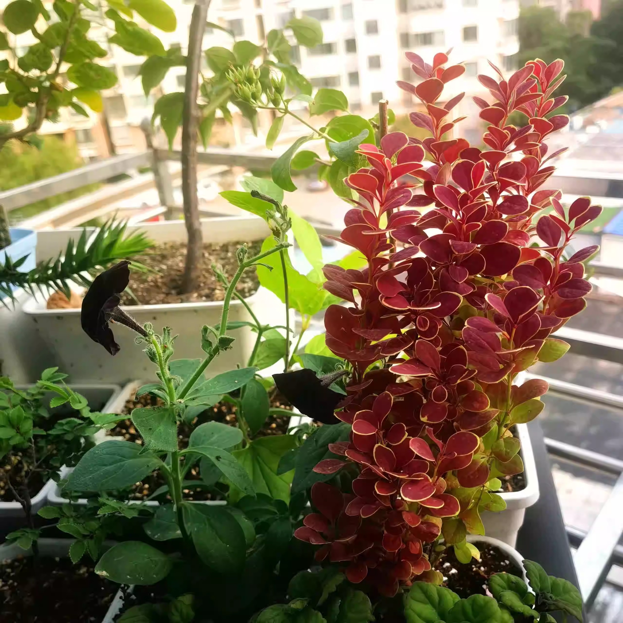 小檗：霓虹灯