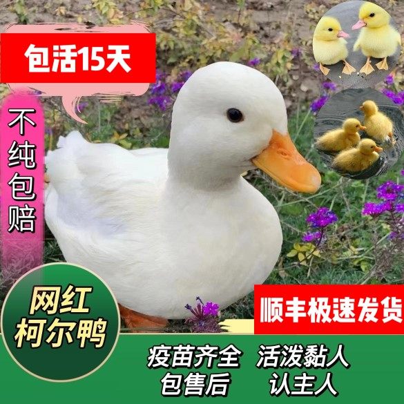 纯种成年柯尔鸭可达鸭活体柯尔鸭活体网红柯尔鸭宠物s级柯尔鸭