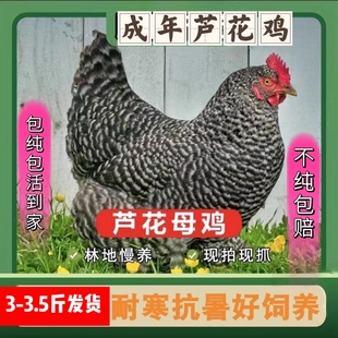 正在产蛋芦花鸡活体成年鸡绿壳蛋成年芦花鸡纯种芦花鸡活体母鸡