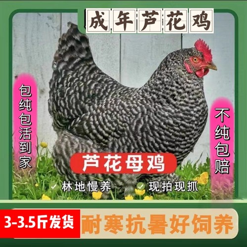 正在产蛋芦花鸡活体成年鸡绿壳蛋成年芦花鸡纯种芦花鸡活体母鸡