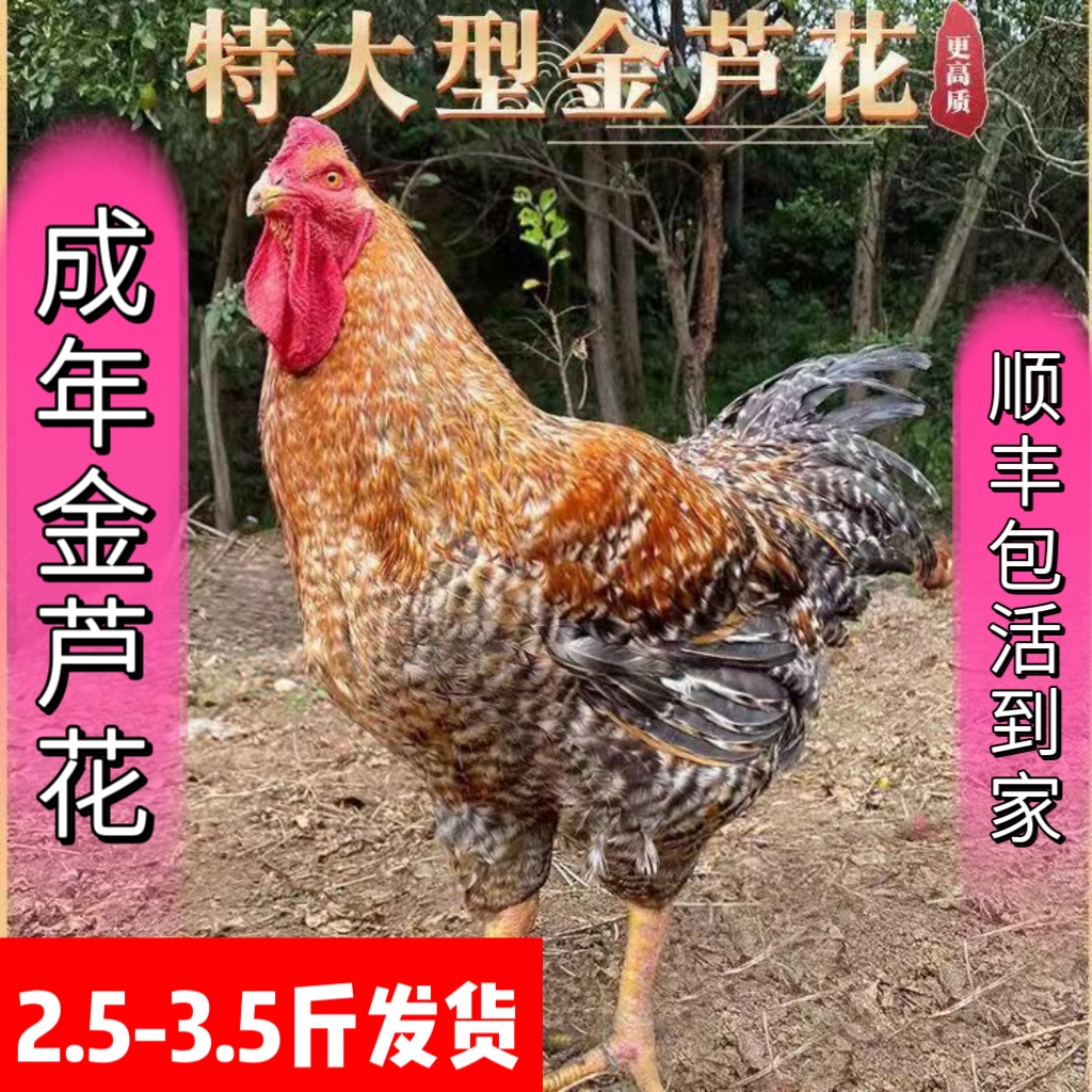 成年汶上金芦花大公鸡活土鸡散养大公鸡活体活鸡包活到家种鸡柴鸡