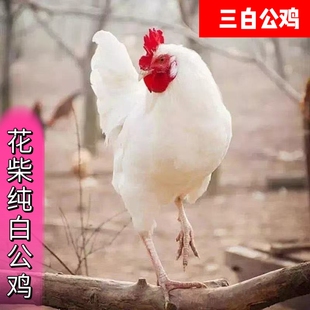 散养纯白公鸡活的药引子专用三白公鸡活体药引子活体白公鸡活体