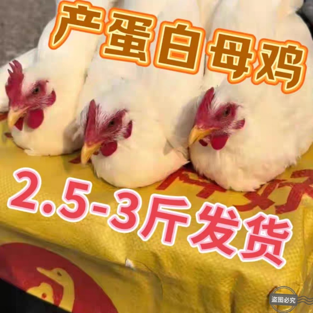 纯白母鸡产蛋鸡白毛母鸡下蛋鸡黑腿白毛母鸡柴鸡土鸡农家鸡溜达鸡,宠物/宠物食品及用品,宠物鸡,淘宝优惠券,粉丝福利购,淘宝优惠卷