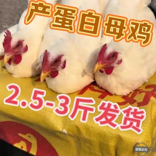 纯白母鸡产蛋鸡白毛母鸡下蛋鸡黑腿白毛母鸡柴鸡土鸡农家鸡溜达鸡