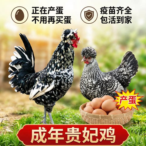 快下蛋2-3斤贵妃鸡土鸡散养成年贵妃鸡帽子鸡芦花鸡五黑鸡活体鸡