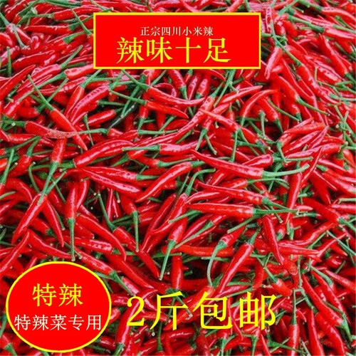 四川小米椒天剑最辣没之一