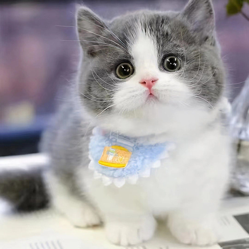 英短蓝白蓝猫金银渐层幼猫血统宠物猫舍活体矮脚小猫布偶猫咪活物