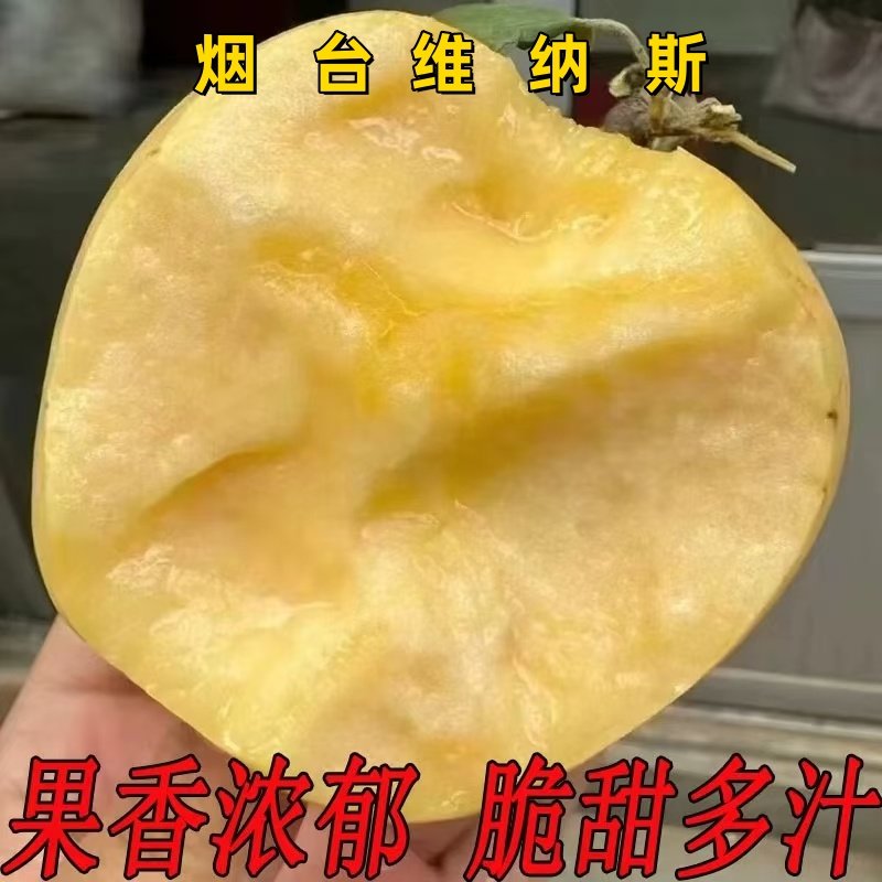 烟台黄金维纳斯苹果新鲜水果当季脆甜多汁香甜黄金苹果