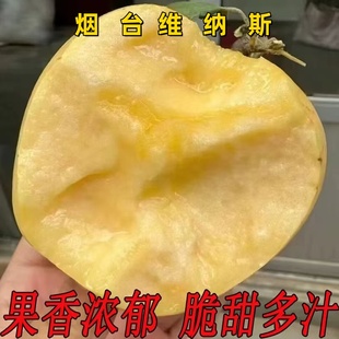 烟台黄金维纳斯苹果新鲜水果当季脆甜多汁香甜黄金苹果