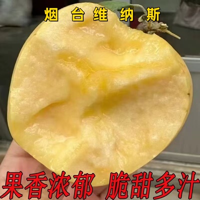烟台黄金维纳斯苹果新鲜水果当季脆甜多汁香甜黄金苹果